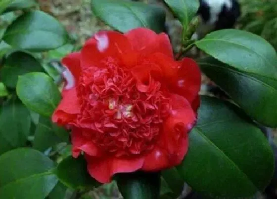 植物常识问题|如何给茶花小苗追肥新芽长得更粗壮
