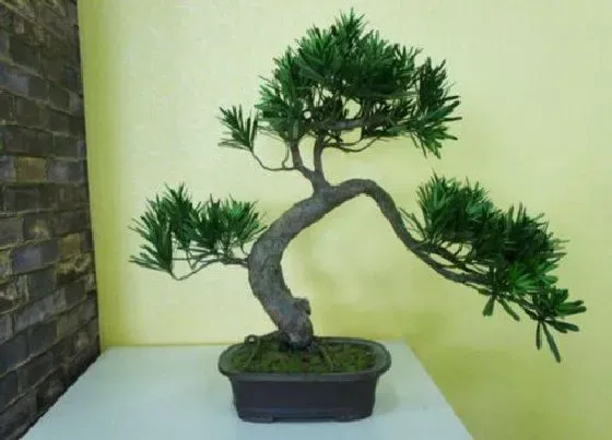 植物常识问题|十大灵性植物 世界上最有灵性的植物是什么