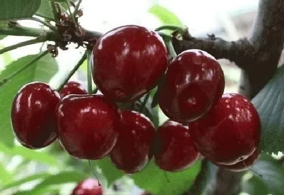 植物常识问题|车厘子和樱桃是一样的水果吗（车厘子与樱桃区别图片）