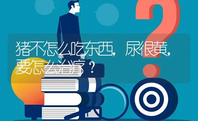 猪不怎么吃东西,尿很黄,要怎么治疗? | 养殖问题解答