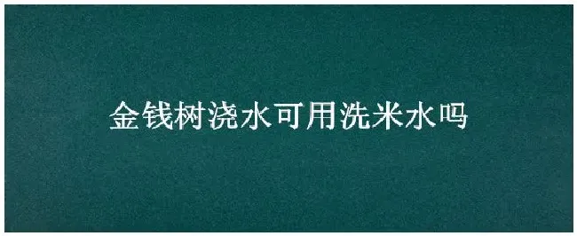 金钱树浇水可用洗米水吗 | 三农问答