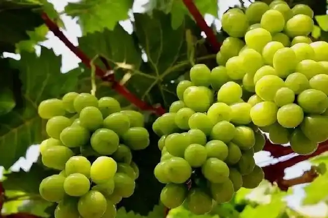 植物常识问题|阳光玫瑰葡萄最佳架形  适合什么架型