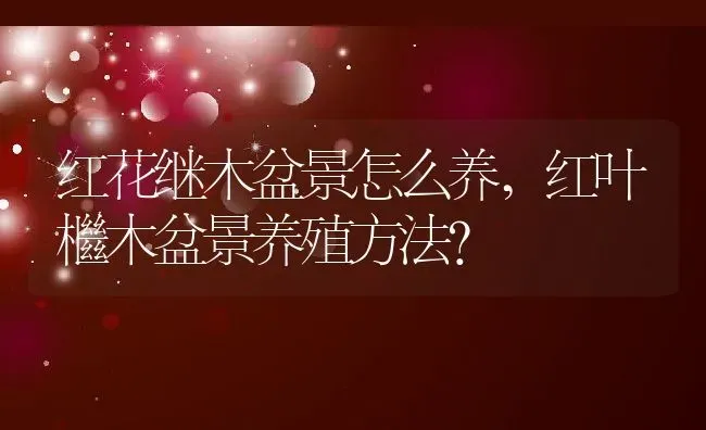 红花继木盆景怎么养,红叶檵木盆景养殖方法？ | 养殖常见问题