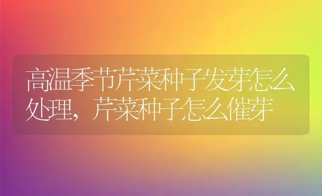 高温季节芹菜种子发芽怎么处理,芹菜种子怎么催芽 | 养殖常见问题