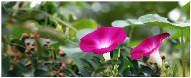 牵牛花的特点 | 科普知识