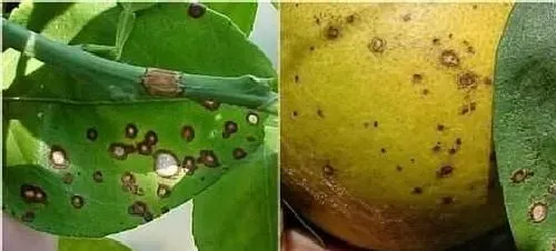 植物常识问题|柑橘炭疽病的表现和治疗方法（柑橘急性炭疽病用药防治）