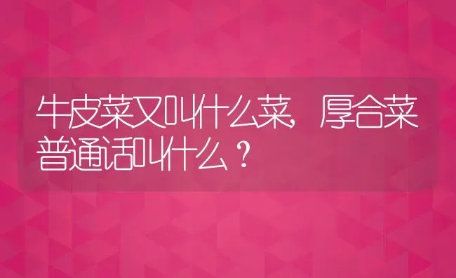 牛皮菜又叫什么菜,厚合菜普通话叫什么？ | 养殖常见问题