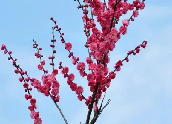 植物常识问题|梅花长什么样子