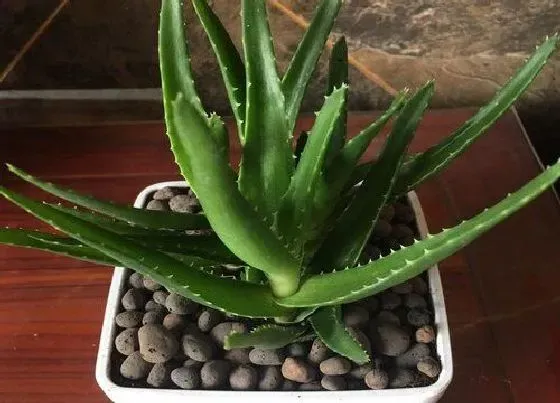 植物常识问题|芦荟长出很多侧芽怎么分盆（生出好多侧芽需要摘掉吗）