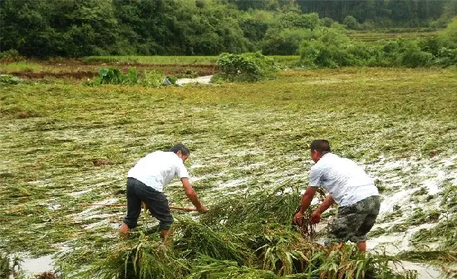 植物常识问题|防止水稻倒伏的主要措施（水稻倒伏是什么原因导致的）