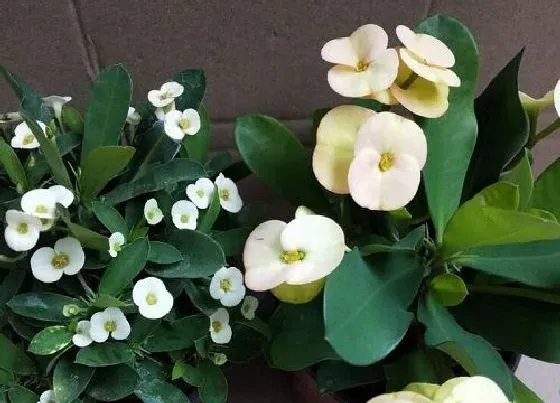 植物常识问题|虎刺梅夏天养护要注意些什么就会花开不断