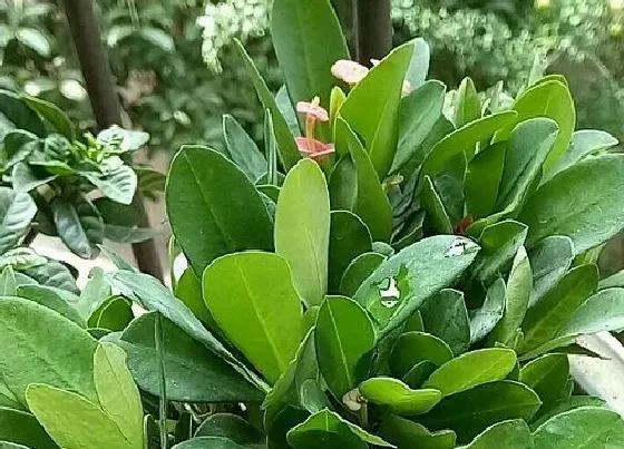 植物常识问题|虎刺梅怎么养护夏秋花朵成簇