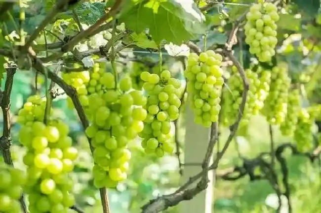 植物常识问题|阳光玫瑰葡萄最佳架形  适合什么架型