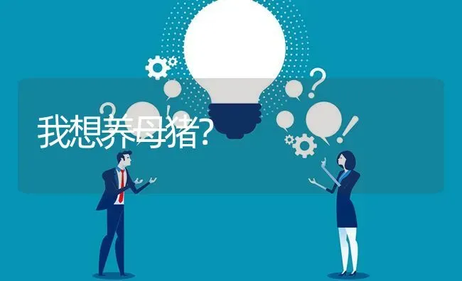 我想养母猪? | 养殖问题解答
