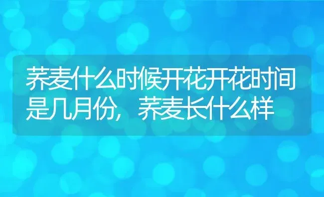 荞麦什么时候开花开花时间是几月份,荞麦长什么样 | 养殖常见问题