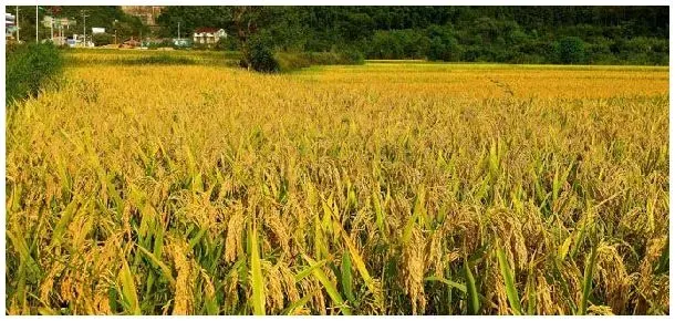 水稻原产地 | 三农问答