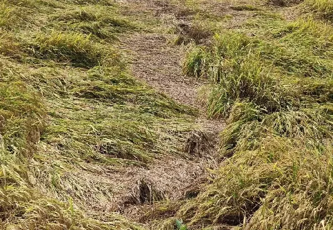 植物常识问题|防止水稻倒伏的主要措施（水稻倒伏是什么原因导致的）