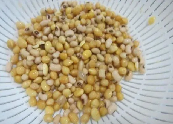 植物常识问题|黄豆和毛豆的区别