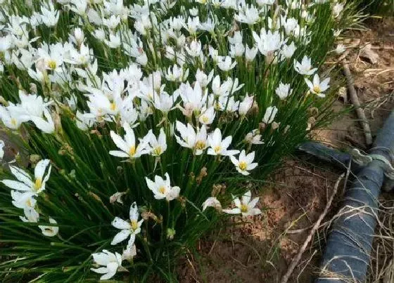 植物常识问题|风雨兰不爱开花怎么办