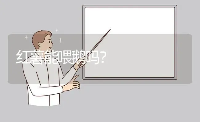 红薯能喂鹅吗? | 养殖问题解答