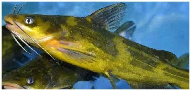 黄颡鱼腹水是什么引起的 | 农业答疑