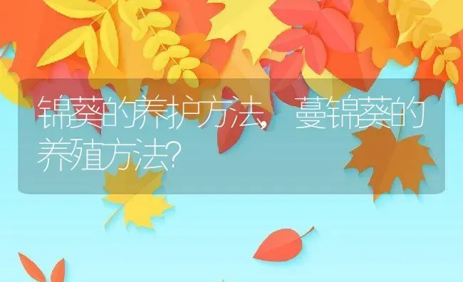 锦葵的养护方法,蔓锦葵的养殖方法？ | 养殖常见问题