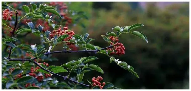 花椒怎么种 | 生活常识