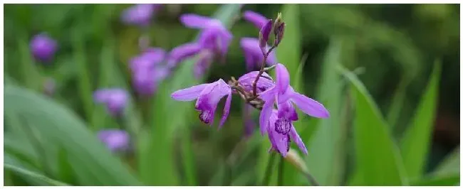 白芨种子什么时候播种 | 三农答疑