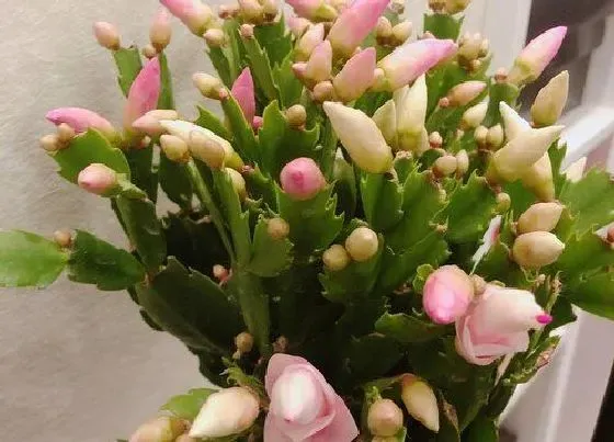 植物常识问题|夏季蟹爪兰怎么浇水不怕烂根