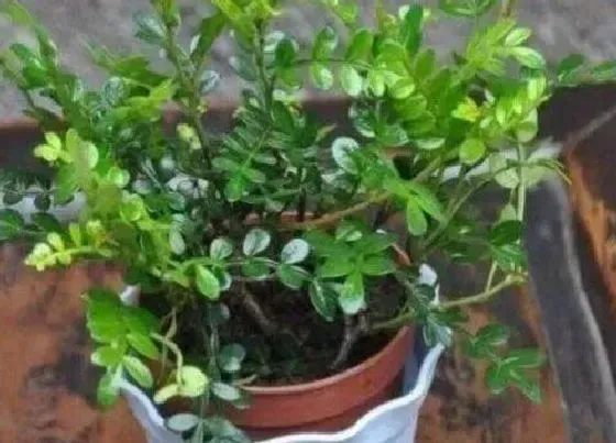 植物常识问题|清香木应该如何养殖长得茂盛易爆盆