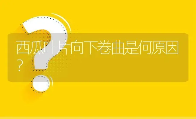 西瓜叶片向下卷曲是何原因? | 养殖问题解答