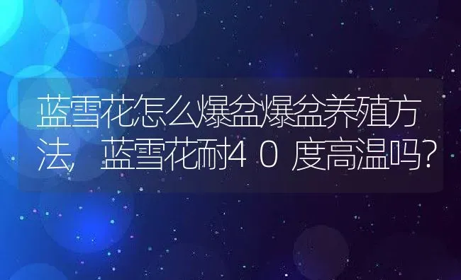 蓝雪花怎么爆盆爆盆养殖方法,蓝雪花耐40度高温吗？ | 养殖常见问题