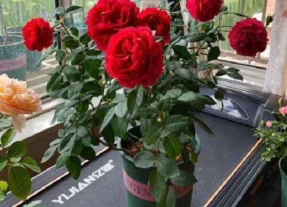 植物常识问题|夏季芍药开花无光泽要如何拯救养护呢