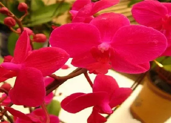 植物常识问题|蝴蝶兰斑点黄叶怎么进行防治