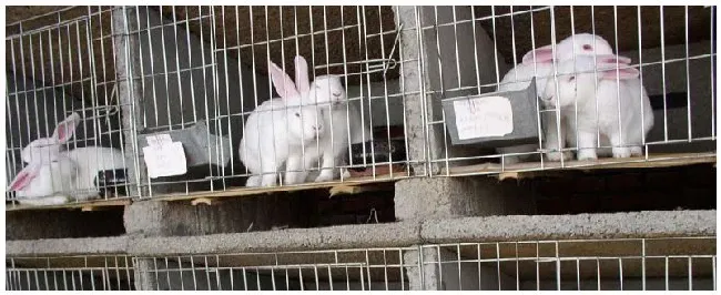 兔子球虫病吃什么药 | 三农问答