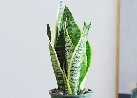 植物常识问题|虎皮兰夏天如何养护侧芽不断长出