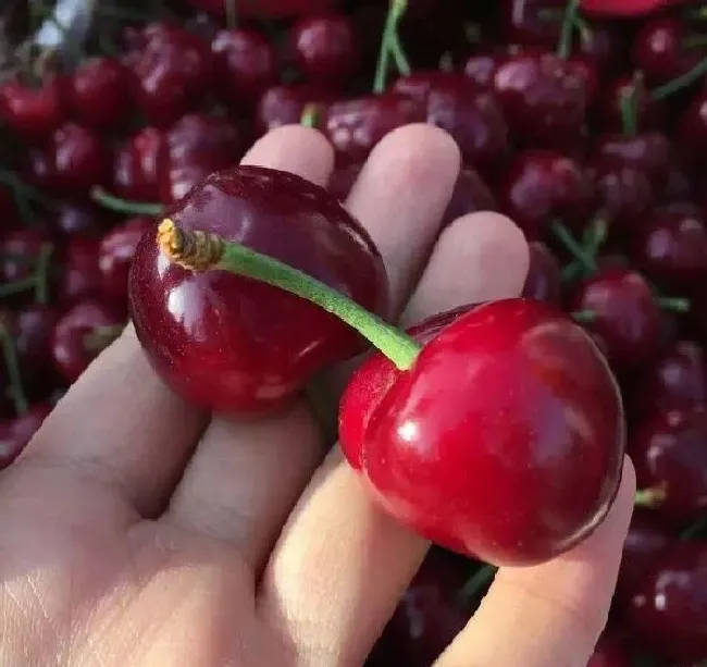 植物常识问题|车厘子和樱桃是一样的水果吗（车厘子与樱桃区别图片）