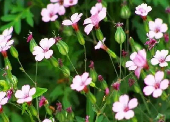 植物常识问题|麦蓝菜和满天星的区别