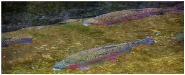 虹鳟鱼是淡水鱼吗 | 三农问答