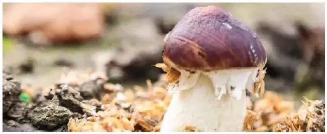 大球盖菇种植技术配料 | 三农答疑