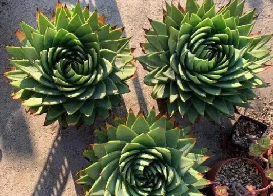 植物常识问题|芦荟长出很多侧芽怎么分盆（生出好多侧芽需要摘掉吗）