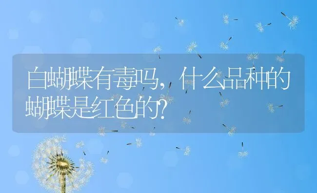 白蝴蝶有毒吗,什么品种的蝴蝶是红色的？ | 养殖常见问题