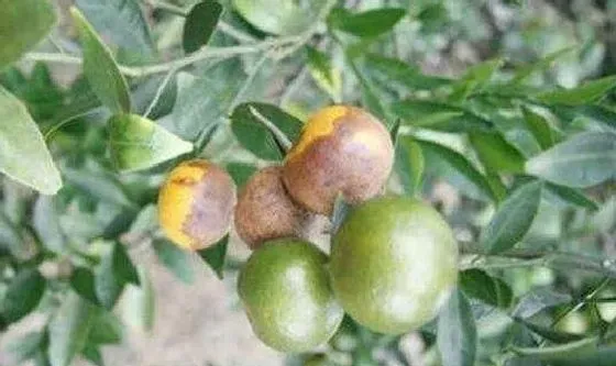 植物常识问题|柑橘炭疽病的表现和治疗方法（柑橘急性炭疽病用药防治）