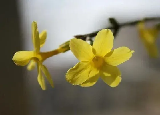 植物常识问题|迎春花什么颜色图片 花期时间和花期养护方法