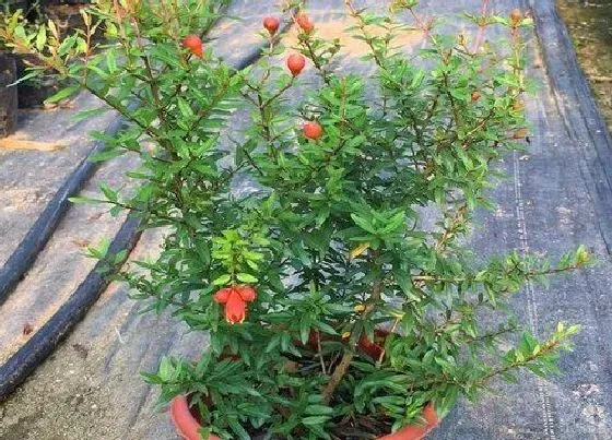 植物常识问题|盆栽石榴如何养护花开不断