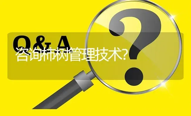 咨询柿树管理技术? | 养殖问题解答