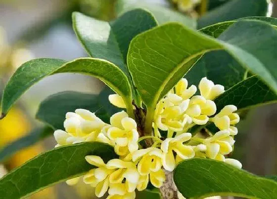 植物常识问题|寓意学业有成的花 什么植物花语是象征学业有成