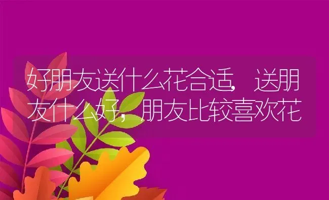 好朋友送什么花合适,送朋友什么好，朋友比较喜欢花 | 养殖常见问题