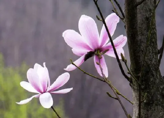 植物常识问题|辛夷花和玉兰花的区别图片