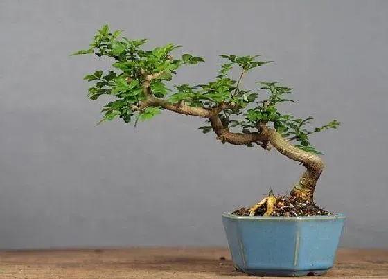 植物常识问题|十大灵性植物 世界上最有灵性的植物是什么